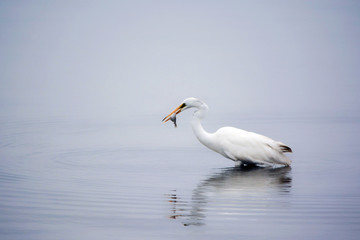 Fototapeta na wymiar Great White Egret Enjoys the Flounder it Captured in the Bay in the Early Morning Hours of a Summer Day