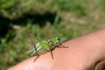 green grasshopper