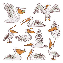 Pelicans, illustration, vector
