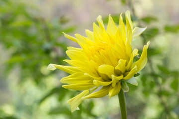 Closeup of beautiful summer yellow flowers in the garden.