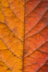 Obraz premium Autumn leaves on a white