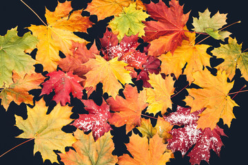 Naklejka na ściany i meble autumn foliage in different colors