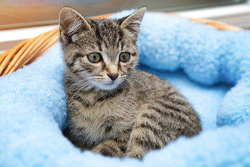 chaton tigré tabby dans panier intérieur maison