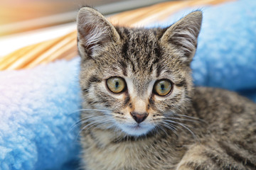 Fototapeta na wymiar chaton tigré tabby dans panier intérieur maison 