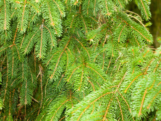 fern conifer background foliage up close texture