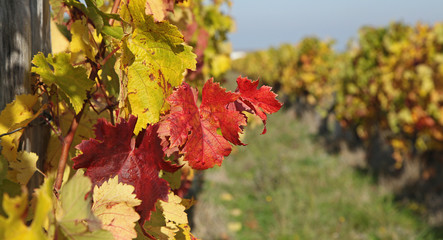 Vignoble en automne
