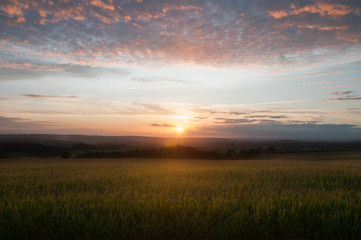Fototapeta na wymiar corn field in sunset with clouds