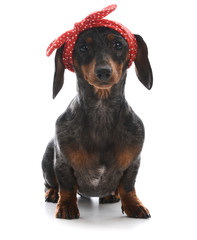 female miniature dachshund