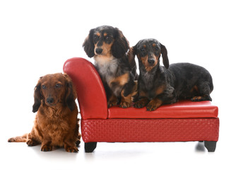 three dachshunds on a couch