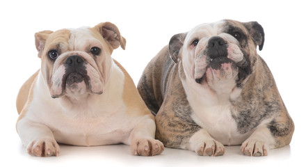 daughter and mother bulldogs