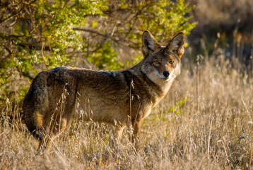 Obraz premium Coyote in the wild