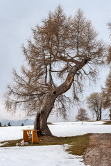 wooden altar under a larch