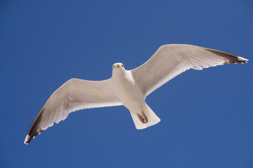Silbermöwe auf Helgoland