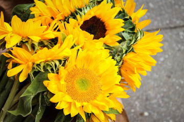 A bunch of Bright Yellow Sunflowers (Helianthus)