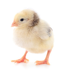 Small yellow chicken.