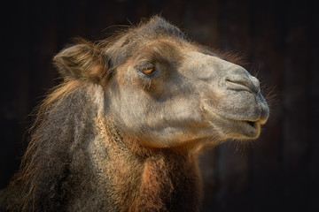 Portrait of Camel