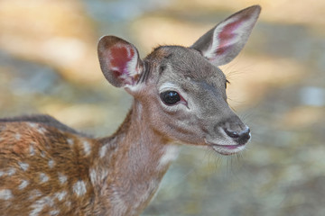 Portrait of a Fawn