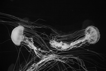 medusas © willymona