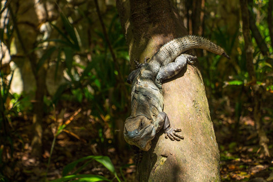 lagarto asolenadose