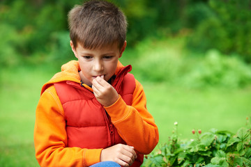 Cute Caucasian boy eating wild strawberry in nature.