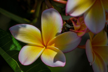 Fototapeta na wymiar Tropische Blüte