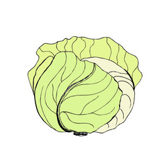Vector green cabbage. Cabbage clipart. Vector vegetable. Vector illustration.