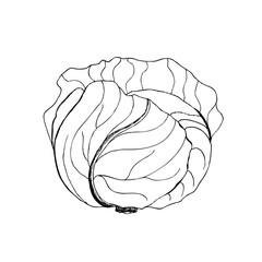Vector cabbage. Cabbage clipart. Vector vegetable. Vector illustration.