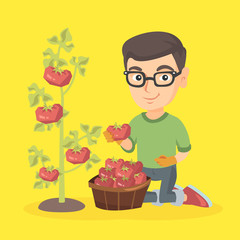 Little caucasian farmer boy sitting next to the basket and the bush of tomatoes. Happy farmer boy in glasses harvesting tomatoes in the basket. Vector sketch cartoon illustration. Square layout.