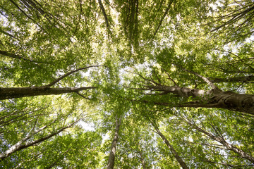 Spring forest trees. nature green wood sunlight ,Scenic forest of fresh green deciduous trees framed by leaves, with the sun casting its warm rays through the foliage.
