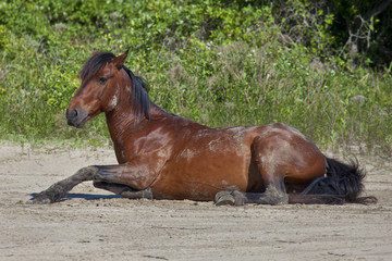 Stallion Rolling in Sand, Outer Banks, NC