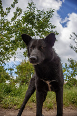black mongrel dog ready to fight