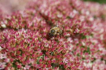 Bees pollinating flowers at the farm