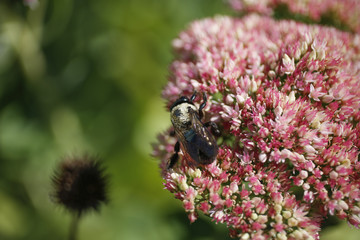 Bees pollinating flowers at the farm