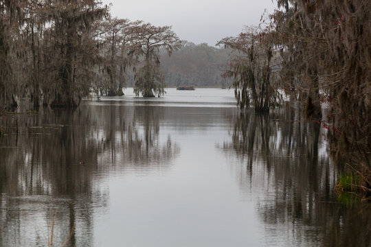 Lake Martin Swamp
