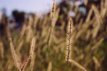 Fototapeta premium Grass growing in the field at the farm
