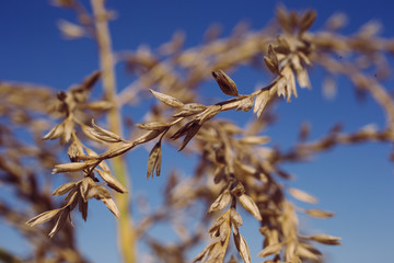 Corn drying in the field at the farm
