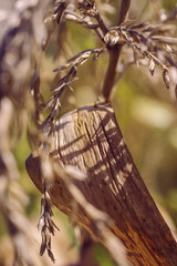 Corn drying in the field at the farm