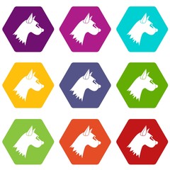 Dog icon set color hexahedron