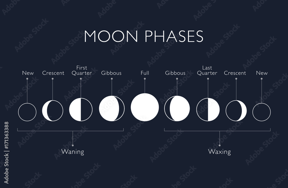Canvas Prints moon phases vector background