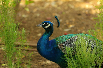 Obraz premium The Peacock