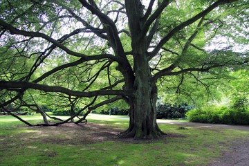 alte Bäume