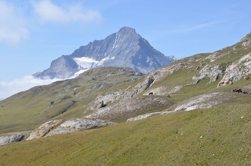 Fototapeta premium Vaches laitières de race l'Abondance, en alpage, dans le Parc National de la Vanoise, Alpes Françaises
