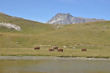 Vaches laitières de race l'Abondance, en alpage, Parc de la Vanoise, Alpes Françaises