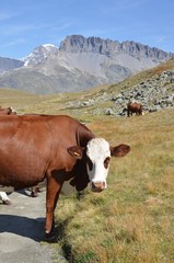 Fototapeta na wymiar Vaches laitières de race l'Abondance, en alpage, dans le Parc National de la Vanoise, Alpes Françaises