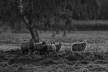 flock of sheep in morning light