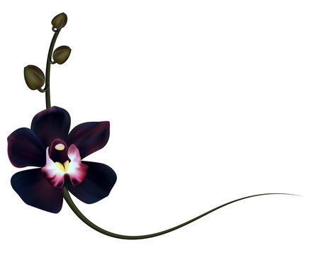 Realistic Black Orchid Frame, Corner.