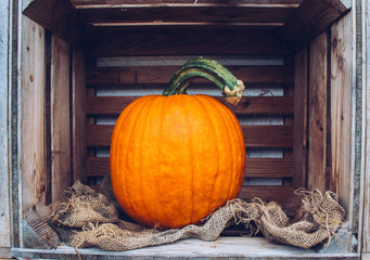 Autumn still life with organic pumpkins.