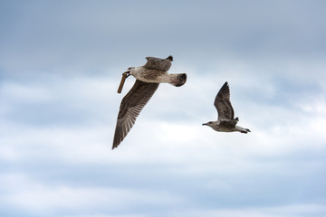 Gaviota en vuelo 1