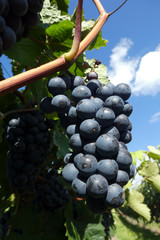 Fototapeta premium Domina Reeben im Weinberg vor der Ernte