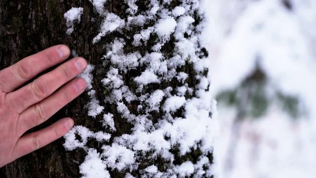 Hand touching snow tree - (4K)